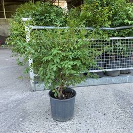 Бересклет крылатый Эвонимус алатус (Euonymus alatus)