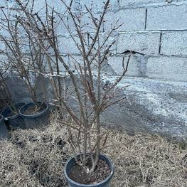 Бересклет крылатый Эвонимус алатус (Euonymus alatus)