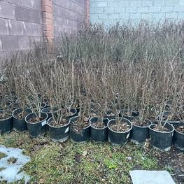 Бересклет крылатый Эвонимус алатус (Euonymus alatus)