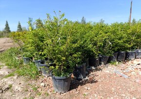 Бересклет крылатый Эвонимус алатус (Euonymus alatus)