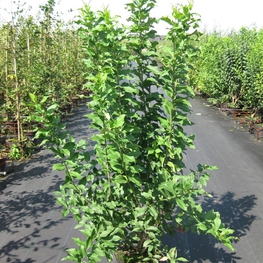 Бересклет европейский Эвонимус (Europaeus)