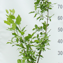 Бересклет европейский Эвонимус (Europaeus)