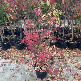 Бересклет европейский Эвонимус (Europaeus)