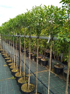 Бересклет европейский Эвонимус (Europaeus)