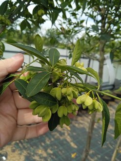 Бересклет европейский Эвонимус (Europaeus)