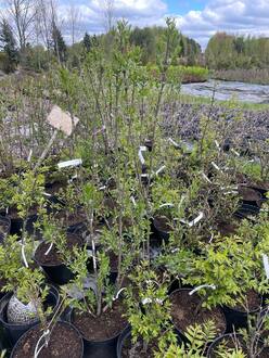 Бересклет европейский Ред Каскад (Red Cascade)