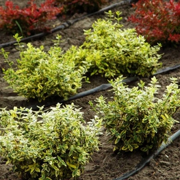 Бересклет Форчуна Эмеральд энд Голд (Emerald 'n Gold)