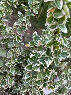 Бересклет Форчуна Эмеральд Гаити (Emerald Gaiety)