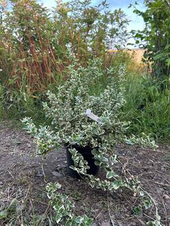 Бересклет Форчуна Эмеральд Гаити (Emerald Gaiety)