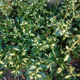 Бересклет Форчуна Санспот (Sunspot)