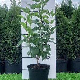 Сирень обыкновенная "Красавица Москвы"