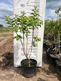 Сирень обыкновенная "Красавица Москвы"