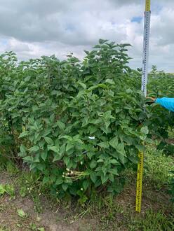 Сирень обыкновенная "Красавица Москвы"