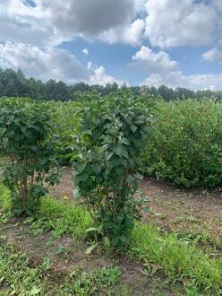 Сирень обыкновенная "Красавица Москвы"