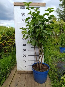 Сирень обыкновенная "Красавица Москвы"