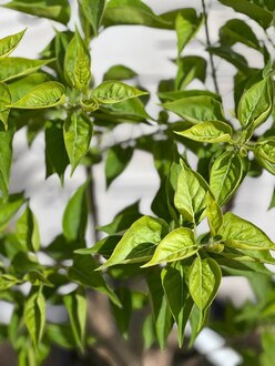 Сирень обыкновенная "Красавица Москвы"