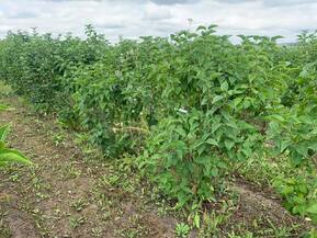 Сирень обыкновенная "Красавица Москвы"