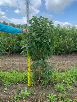 Сирень обыкновенная "Красавица Москвы"