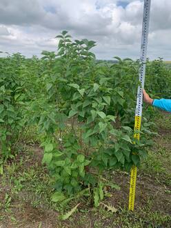 Сирень обыкновенная "Красавица Москвы"