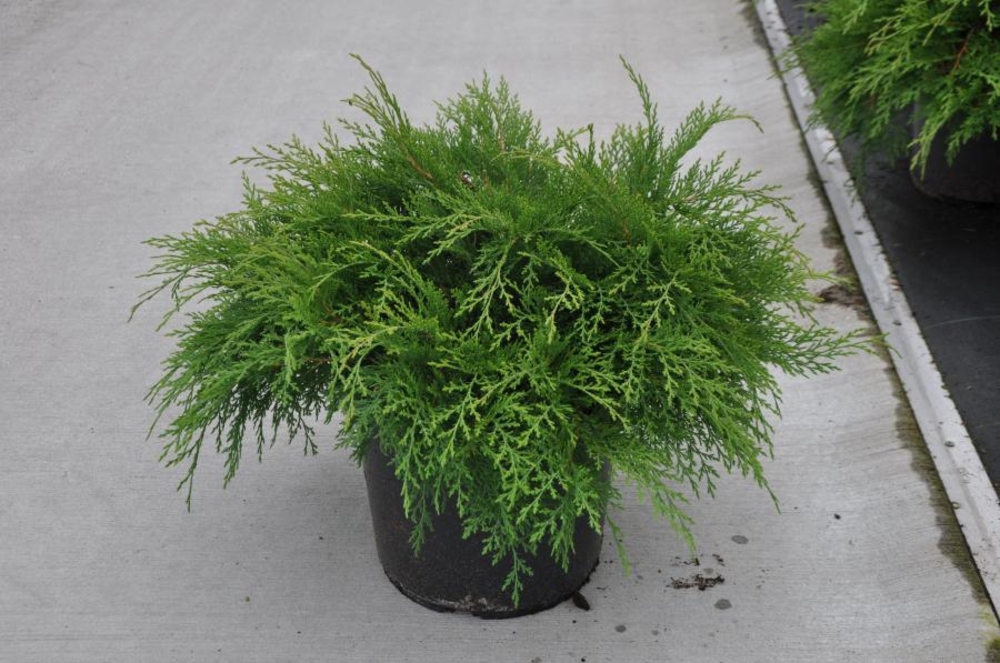 Микробиота перекрестнопарная Микробиота (Microbiota)