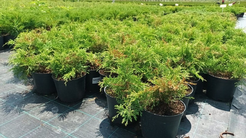 Микробиота перекрестнопарная Микробиота (Microbiota)