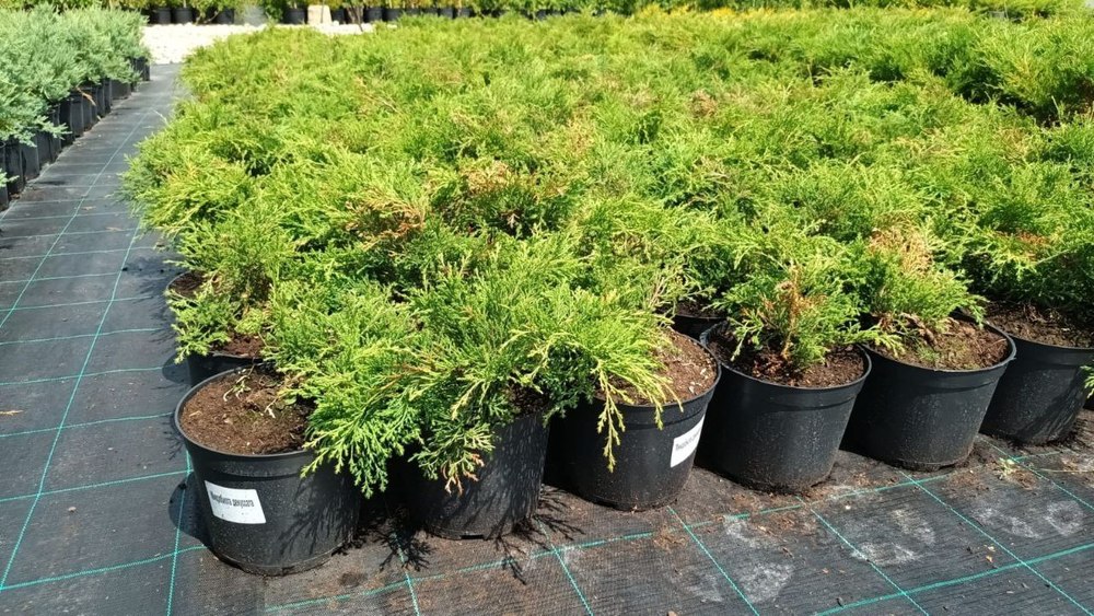 Микробиота перекрестнопарная Микробиота (Microbiota)