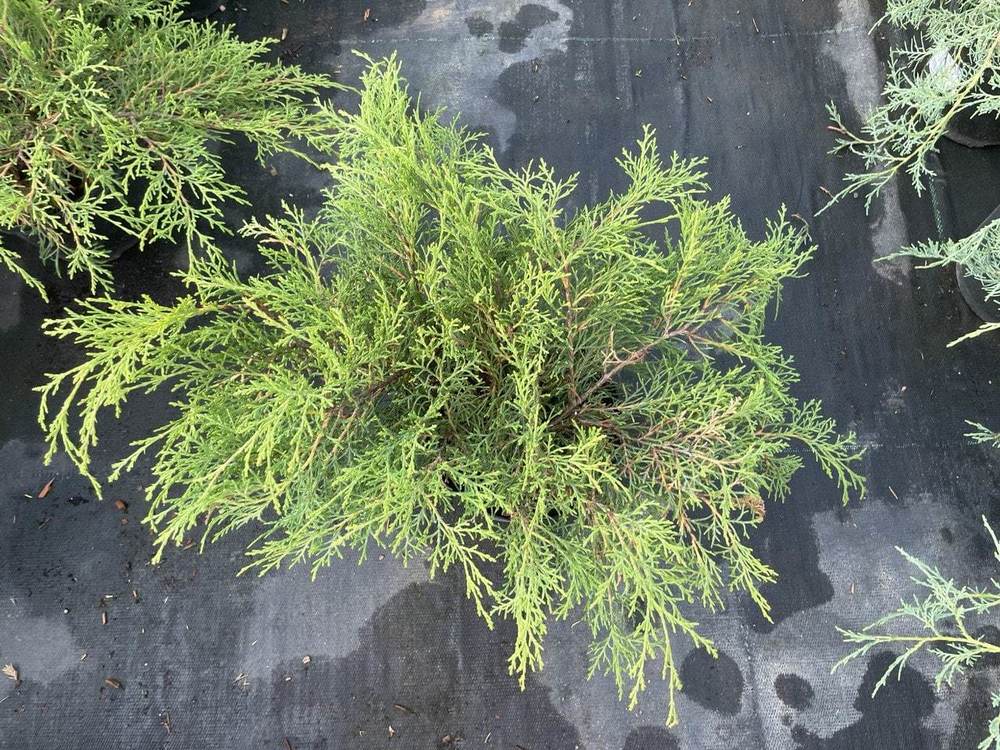 Микробиота перекрестнопарная Микробиота (Microbiota)