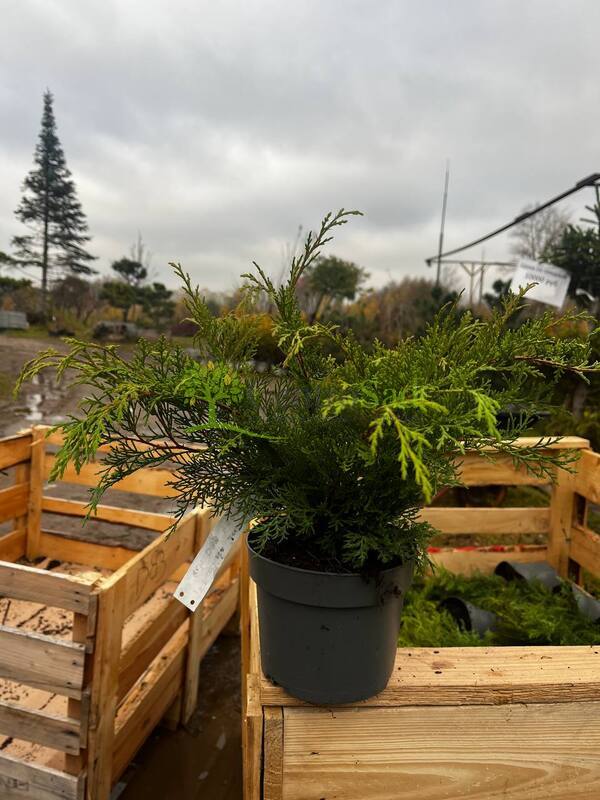 Микробиота перекрестнопарная "Microbiota"