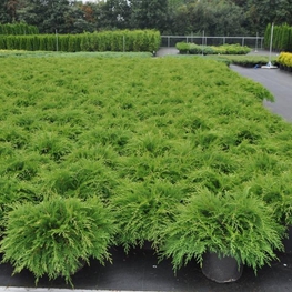 Микробиота перекрестнопарная Микробиота (Microbiota)