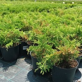 Микробиота перекрестнопарная Микробиота (Microbiota)