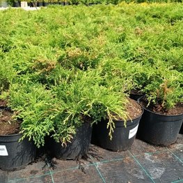 Микробиота перекрестнопарная Микробиота (Microbiota)