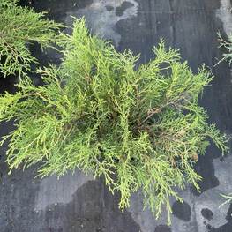 Микробиота перекрестнопарная Микробиота (Microbiota)