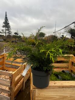 Микробиота перекрестнопарная Микробиота (Microbiota)