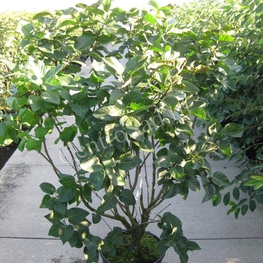 Сирень обыкновенная Чарльз Джоли (Charles Joly)