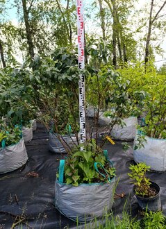 Сирень обыкновенная Чарльз Джоли (Charles Joly)