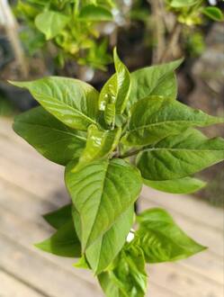 Сирень обыкновенная Чарльз Джоли (Charles Joly)