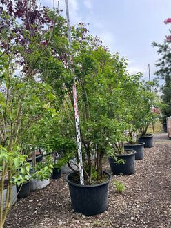 Сирень обыкновенная Чарльз Джоли (Charles Joly)