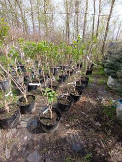 Сирень обыкновенная Чарльз Джоли (Charles Joly)