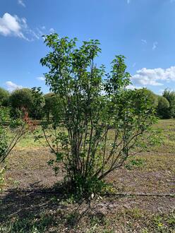 Сирень обыкновенная Чарльз Джоли (Charles Joly)