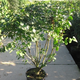 Сирень обыкновенная Сенсация (Sensation)