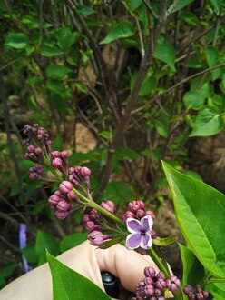 Сирень обыкновенная Сенсация (Sensation)