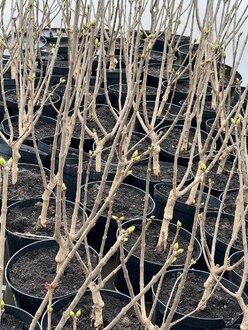 Сирень обыкновенная Сенсация (Sensation)