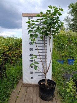 Сирень обыкновенная Сенсация (Sensation)