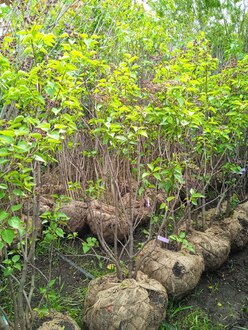 Сирень обыкновенная Сенсация (Sensation)