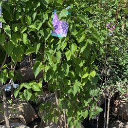 Сирень обыкновенная Сенсация (Sensation)