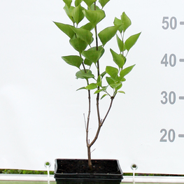 Сирень обыкновенная Сенсация (Sensation)