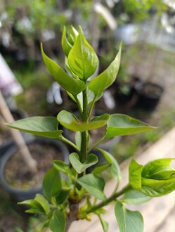 Сирень обыкновенная Сенсация (Sensation)