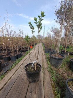 Сирень обыкновенная Сенсация (Sensation)