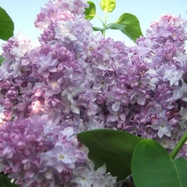 Сирень обыкновенная Оливер де Серрес (Olivier de Serres)