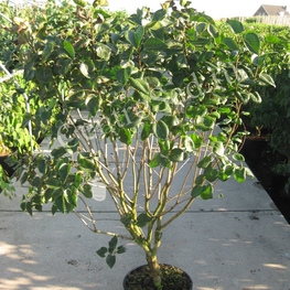 Сирень обыкновенная Мадам Лемуан (Mme Lemoine)